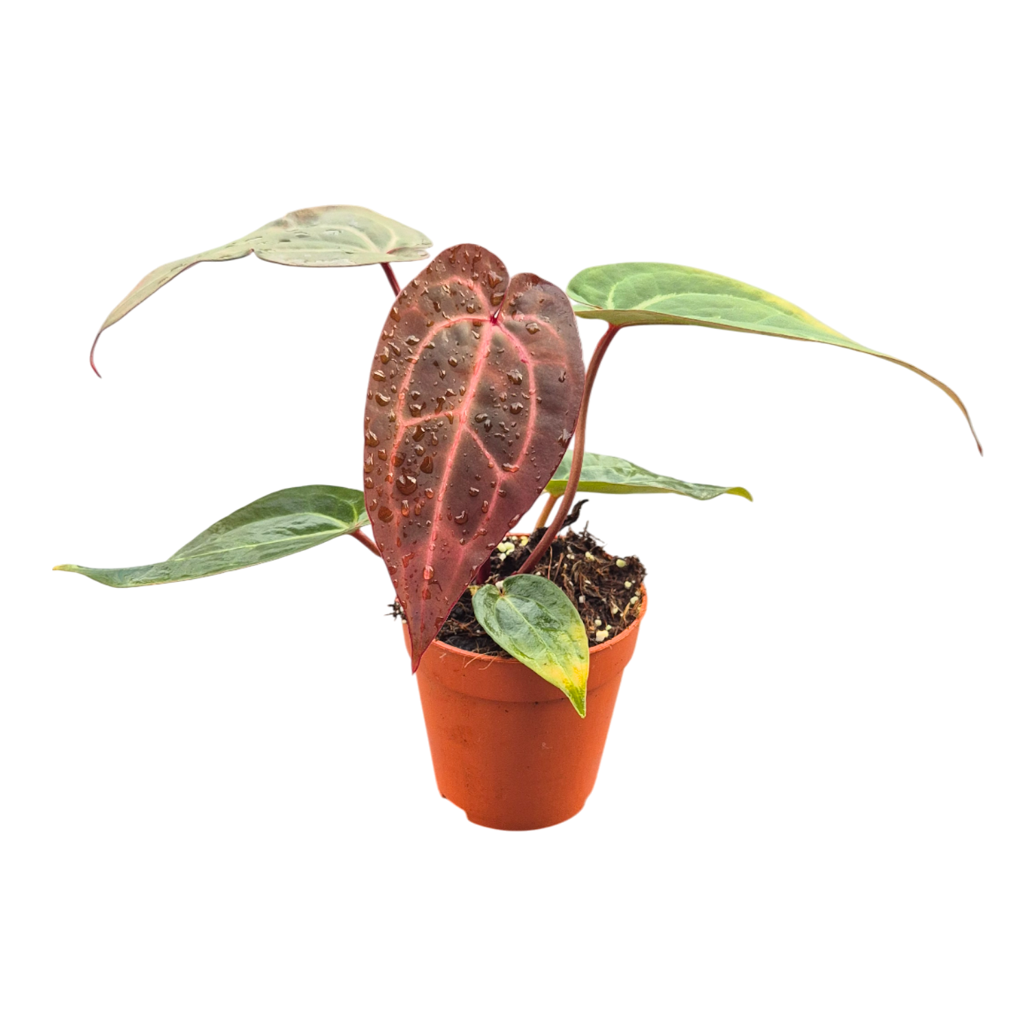 DocBlock Anthurium Michelle® '11' X Dark & Handsome® '9', D 9