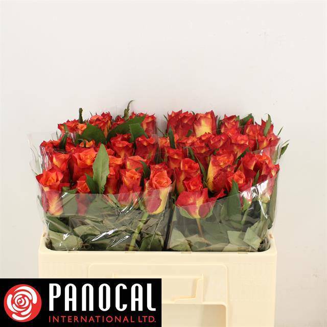 Роза од. Лампион 50, шт.