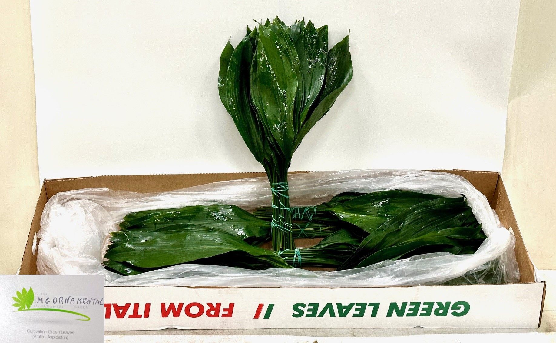 Аспидистра Элатиор 50, шт.