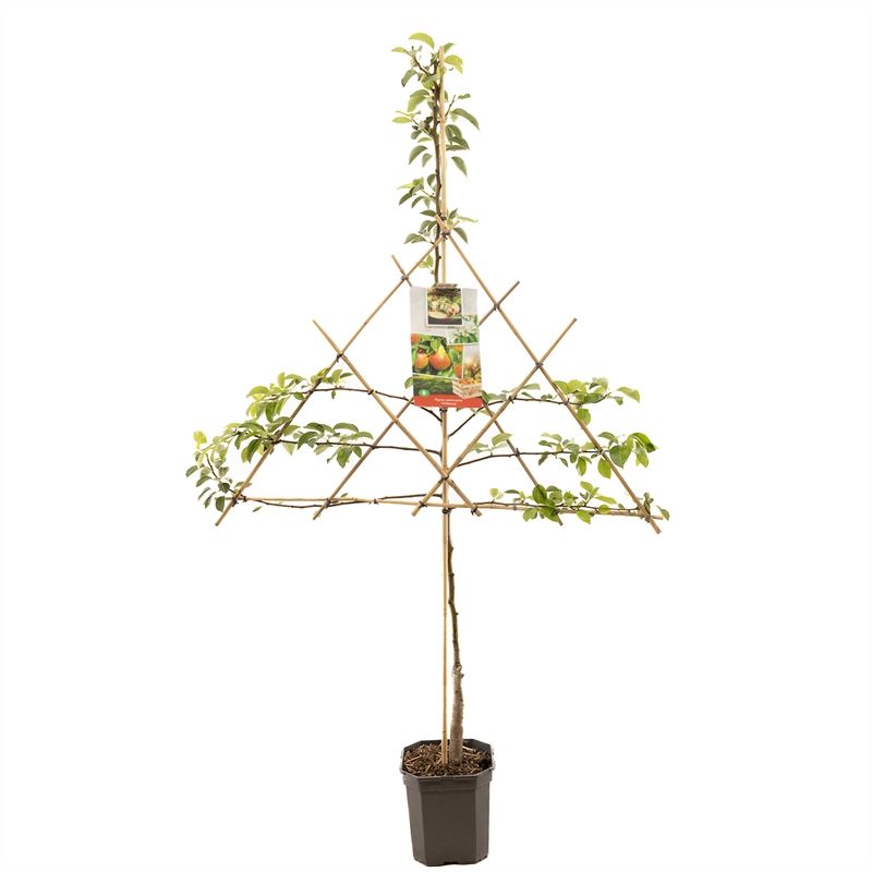 Pyrus comm. Williams leivorm Handpeer, D 24