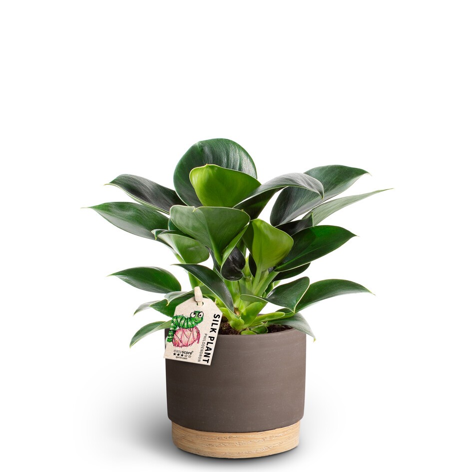 Woodbase Mocca, Philodendron 'Green Princess', D 10 cm