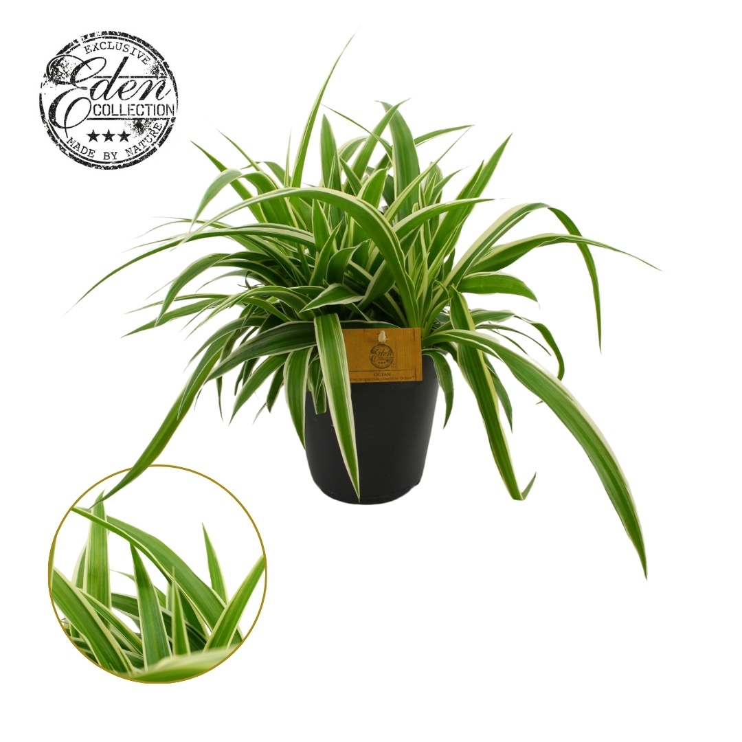 Chlorophytum Ocean 15cm, D 15 cm Chlorophytum Ocean 15cm, D 15 cm