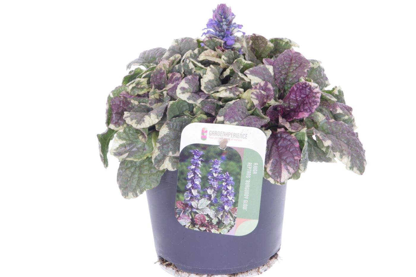 Ajuga reptans Burgundy Glow, D 13 cm