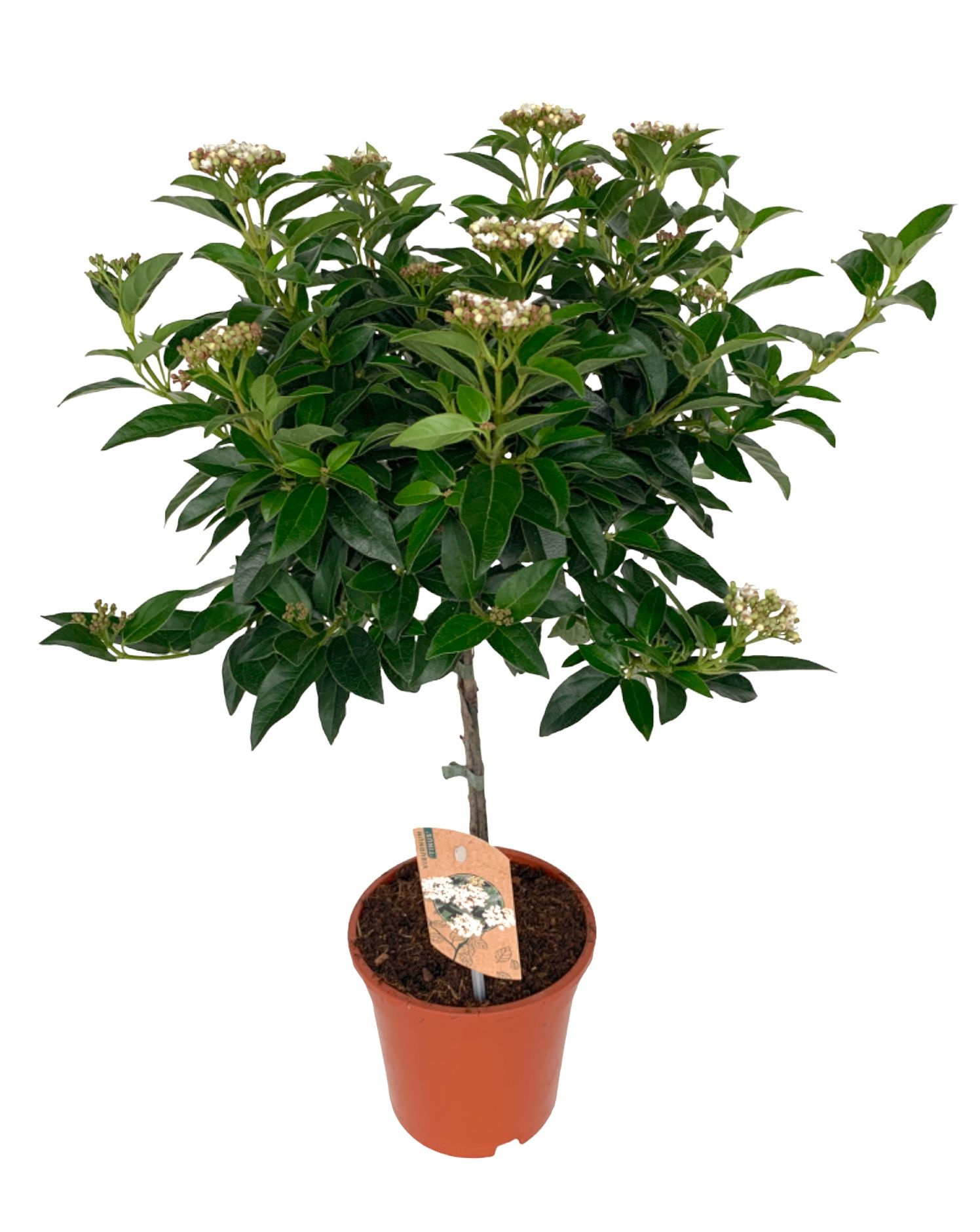 Viburnum Tinus op stam, D 17