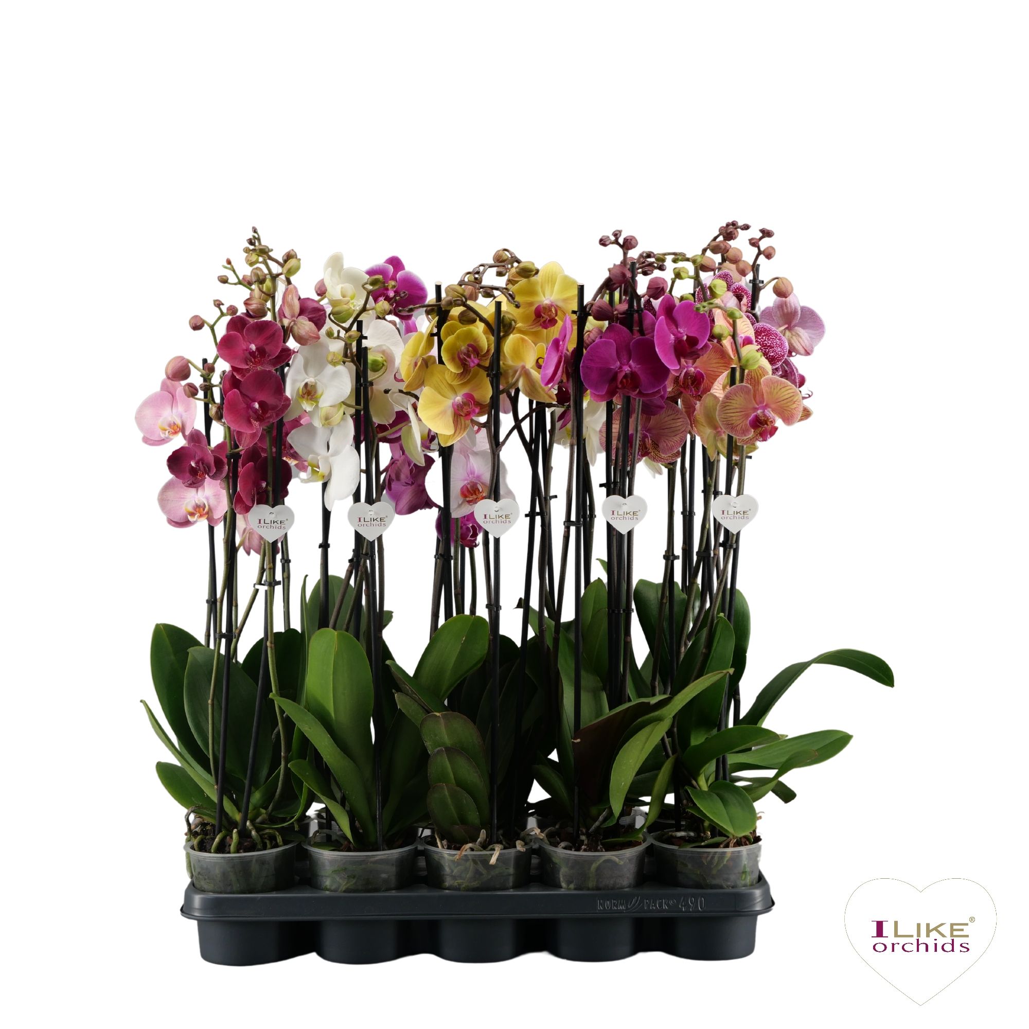Phalaenopsis mix - 3 tak 70cm, D 12 cm