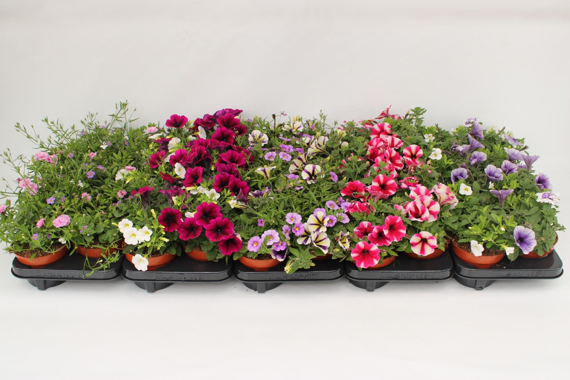 Confetti Garden Mixlayer, D 13