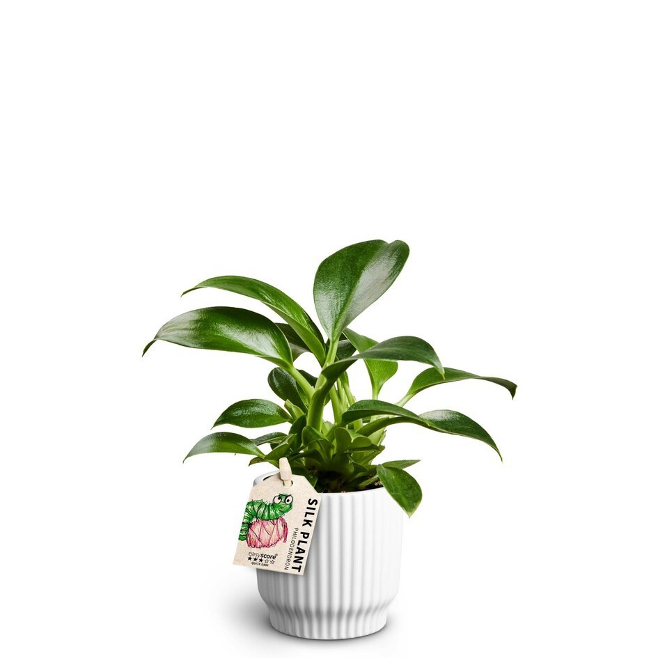 PHILODENDRON ERUBESCENS 'GREEN PRINCESS' 40625060 Nordic W, D 7 cm PHILODENDRON ERUBESCENS 'GREEN PRINCESS' 40625060 Nordic W, D 7 cm
