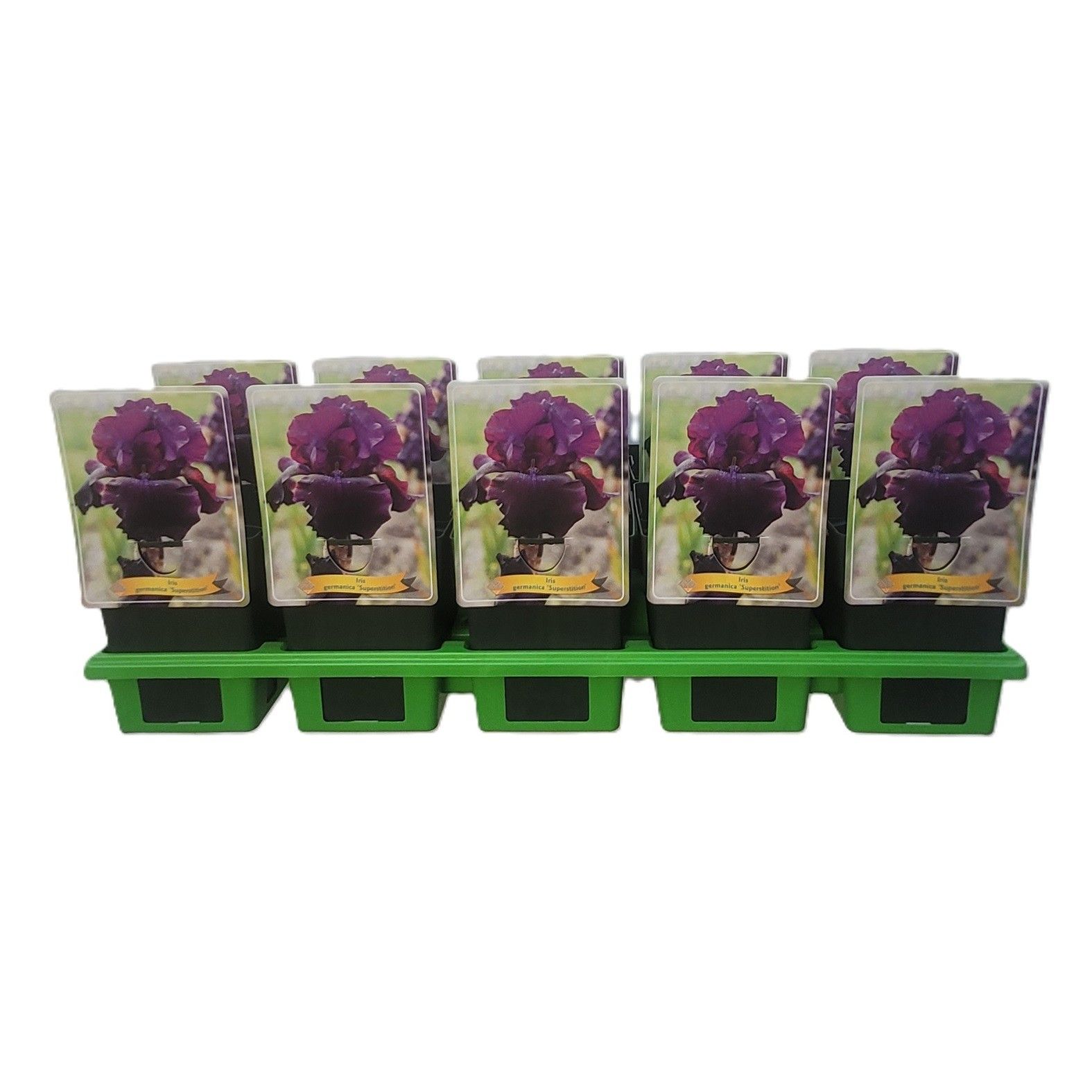 Iris germanica 'Superstition' P11, D 11