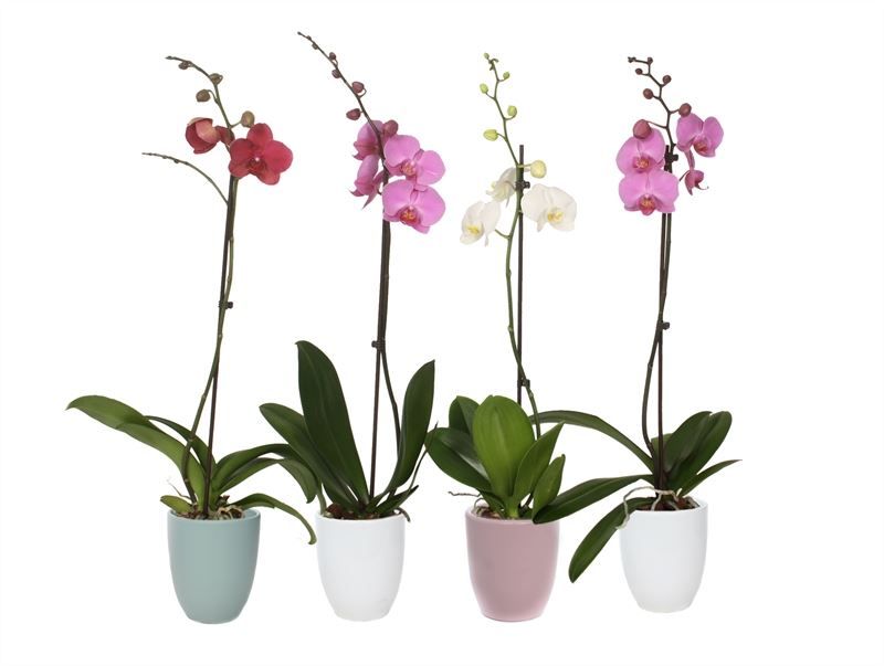 Hugo p12 mix hotel Phal mix 1T09+, D 12 cm