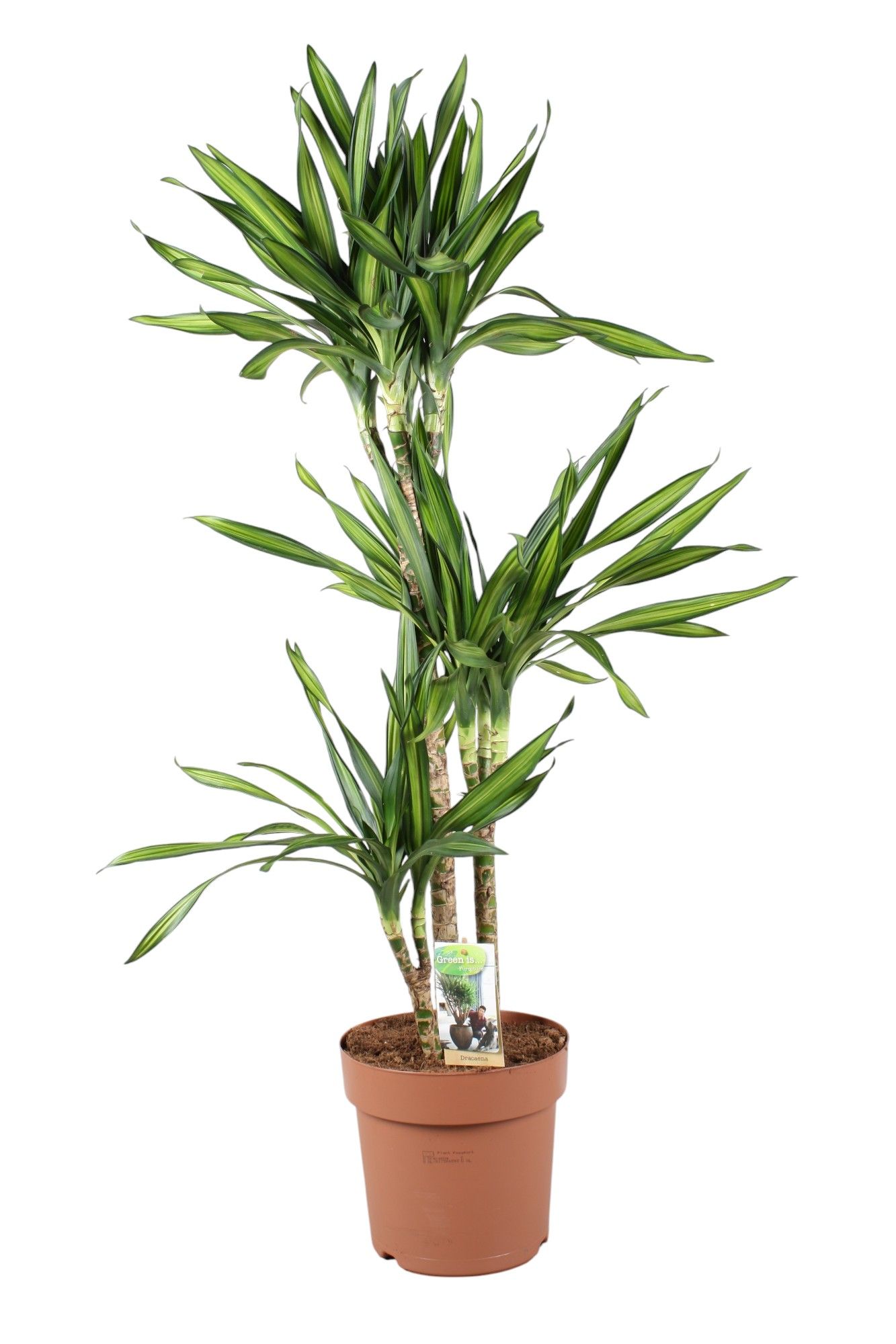 Dracaena Riki 75-35-15, D 24
