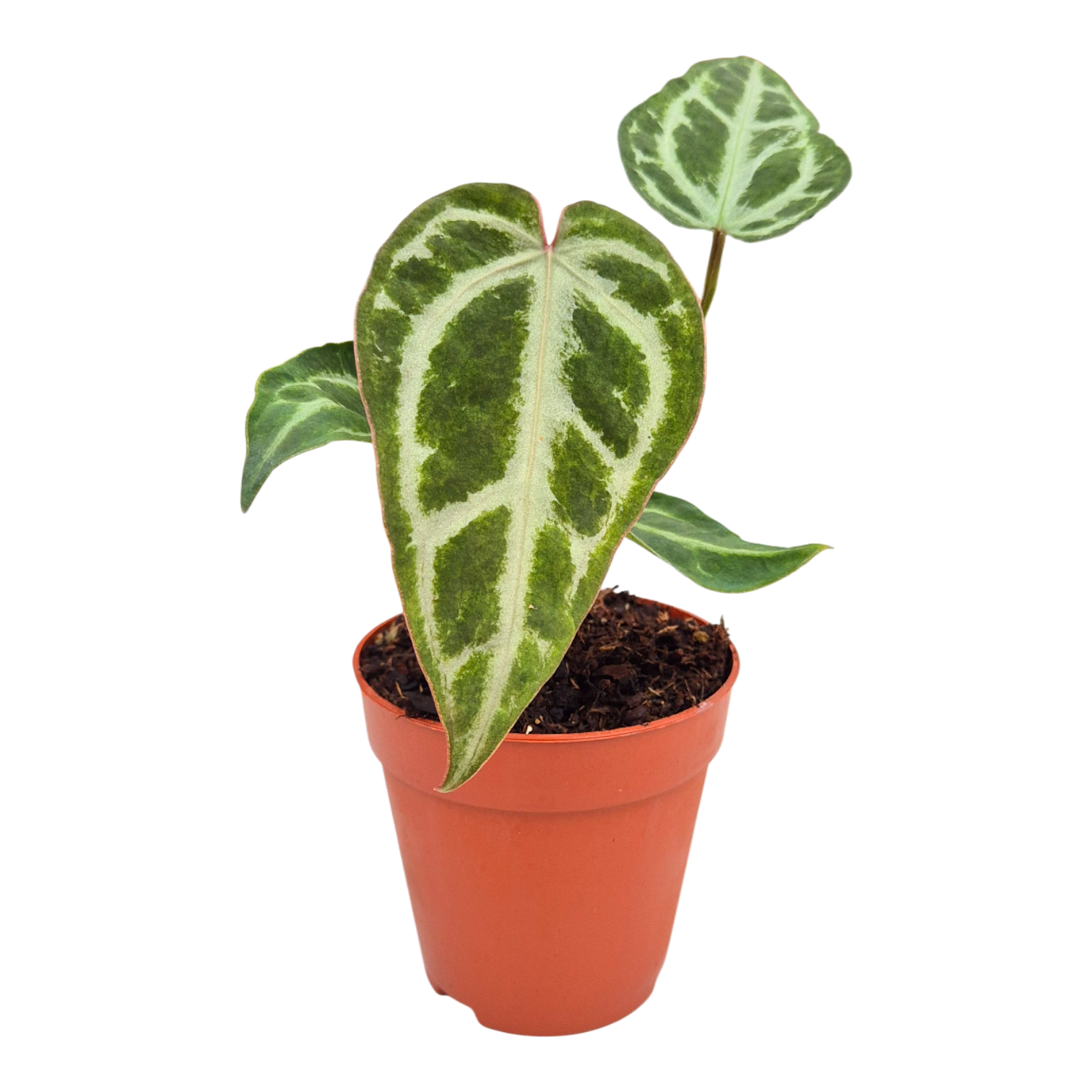 Anthurium Snow Queen, D 9