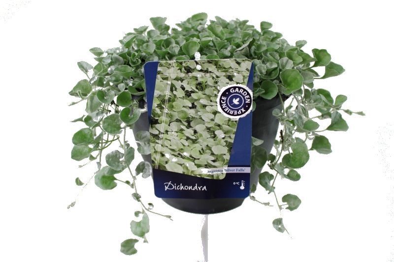 Dichondra argentea Silver Falls, D 23