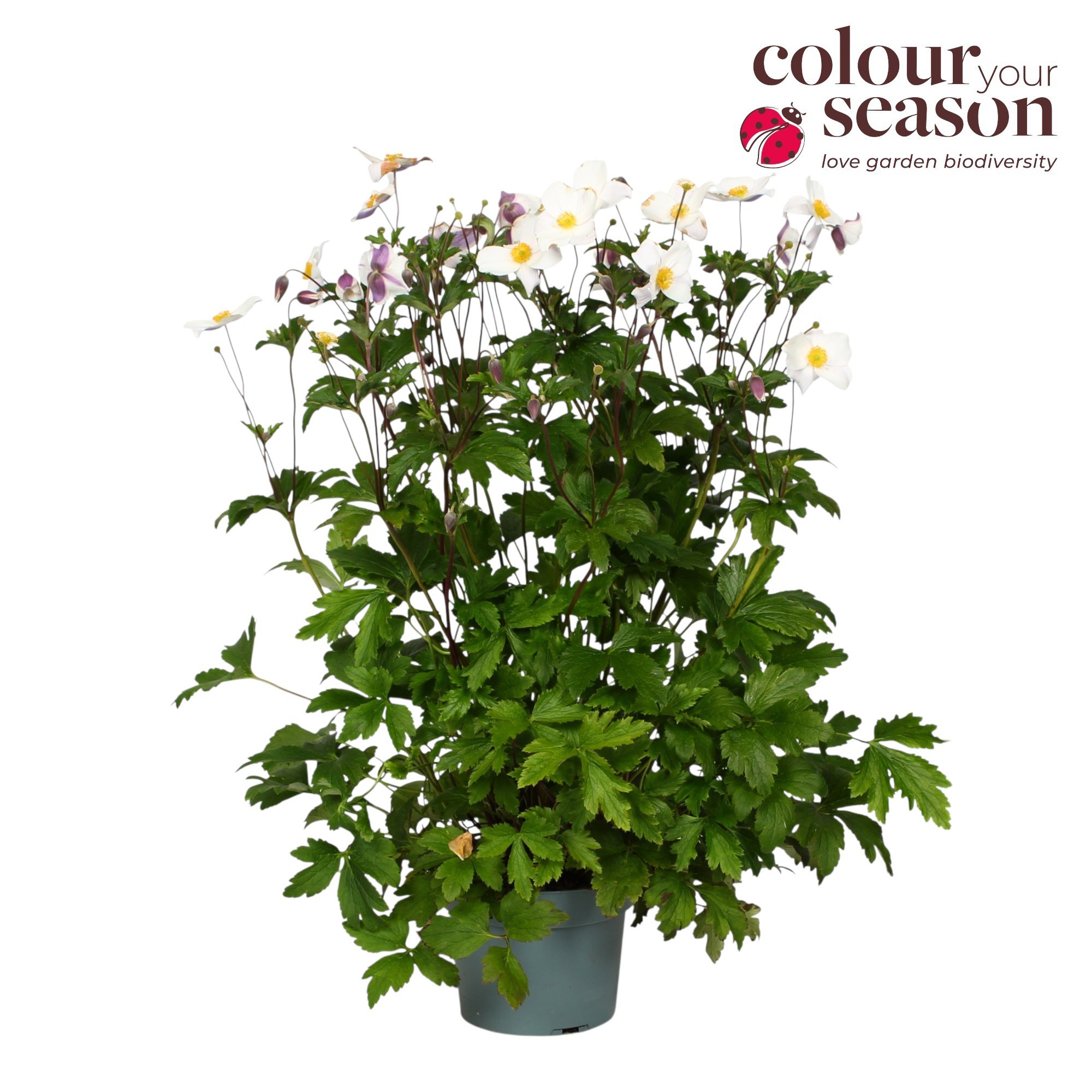 Anemone Dancing Swan P19, D 19