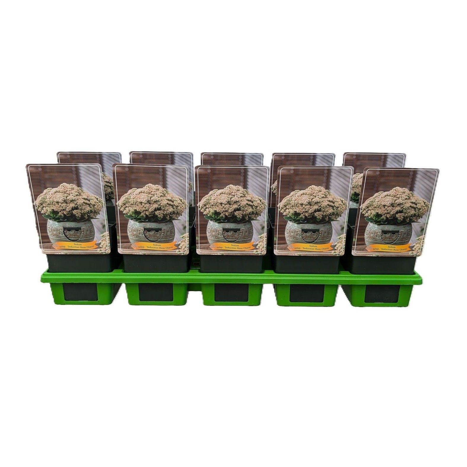 Sedum telephium 'Seduction Rose Charm' P11, D 11 cm