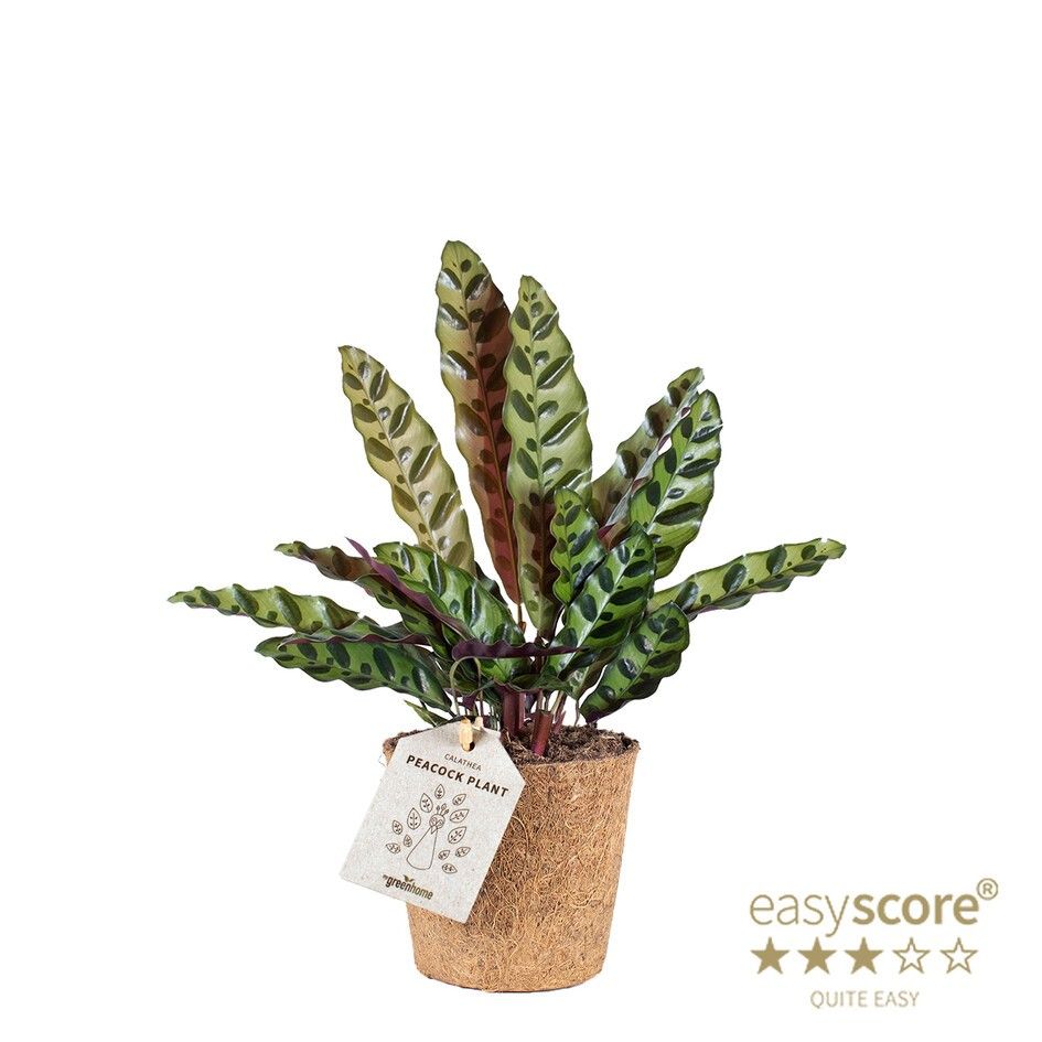 Calathea ´Insignis´ - COCOZ, D 11