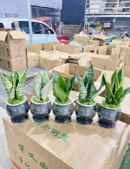 Сансевиерия Интернет Фамаус Вотер Кулчер Мини Форест Хавортиа 12圆塑料杯 12 32