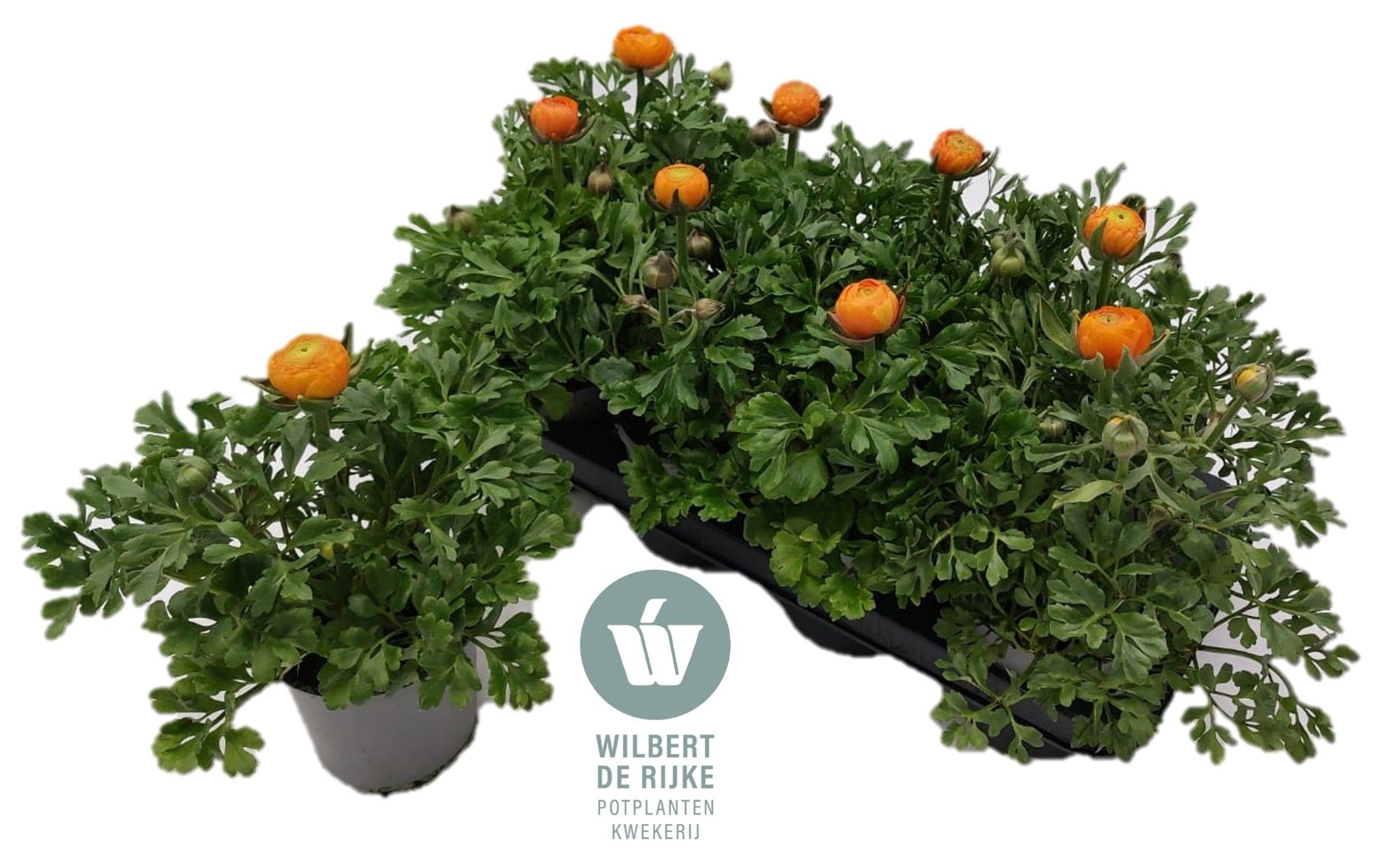 Ranunculus Oranje (Ranonkel), D 12