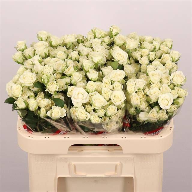 Роза куст. Сноуфлейк 60, шт.