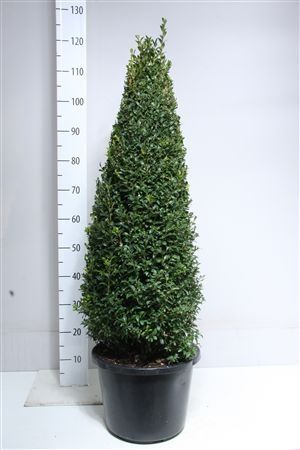 Buxus piramide 100 cm, D 32