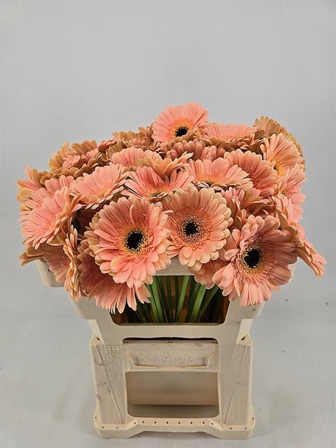 Гермини Эспрессо, шт.