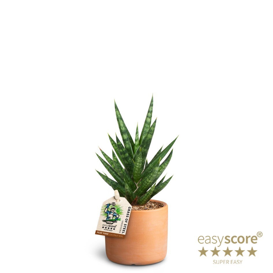 Raw Terracotta, Sansevieria francissii, D 7