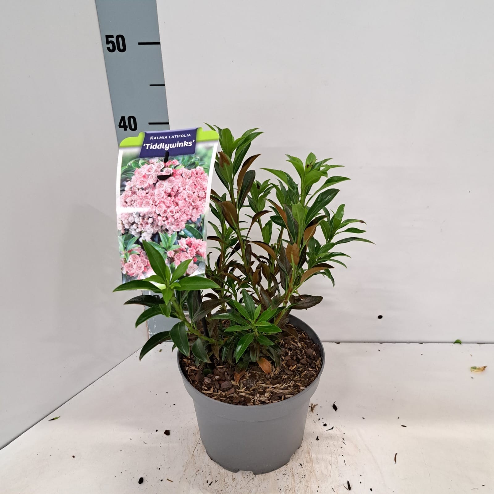 Kalmia lat. 'Tiddlywinks', D 19