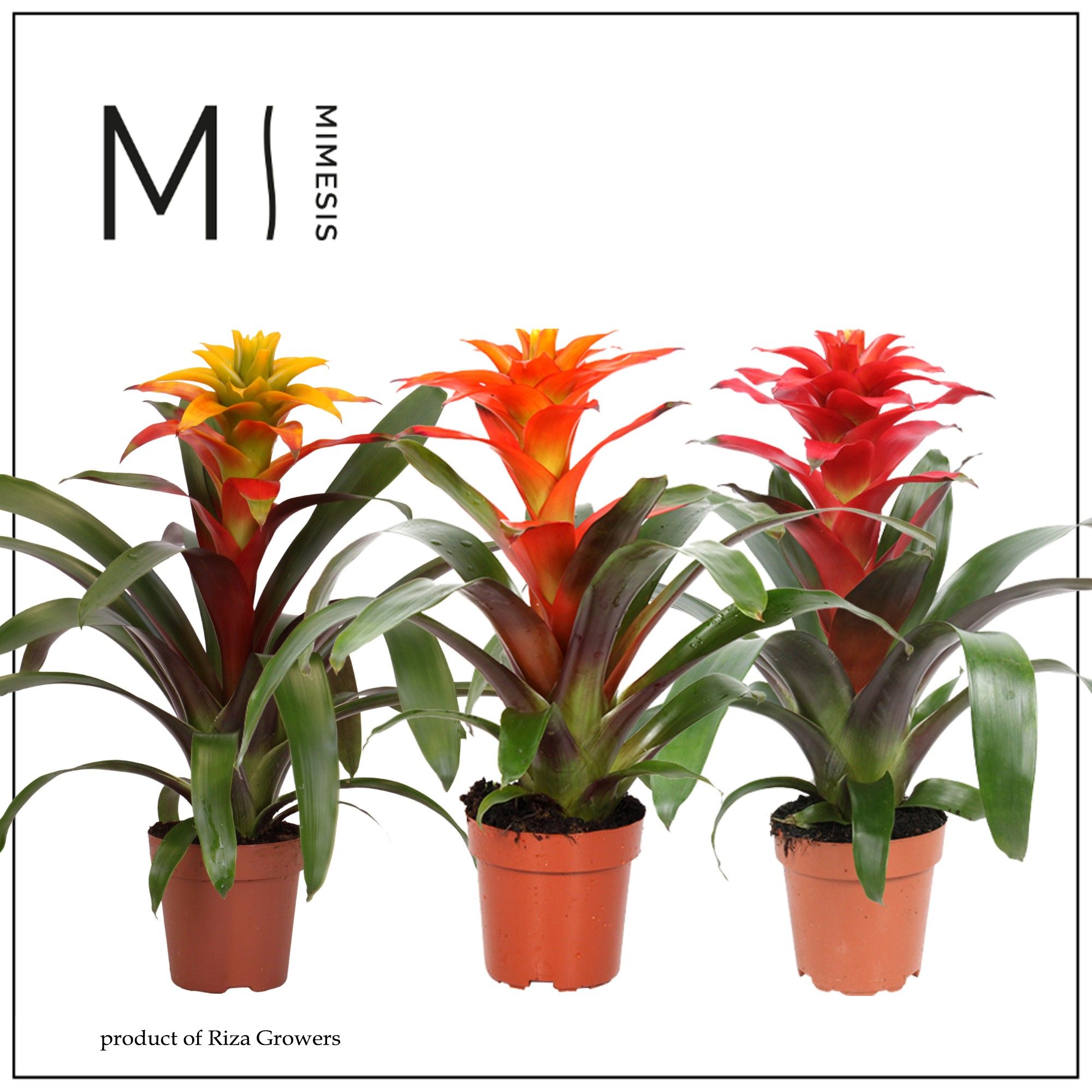 Guzmania Fiero mix - 12cm | Mimesis, D 12