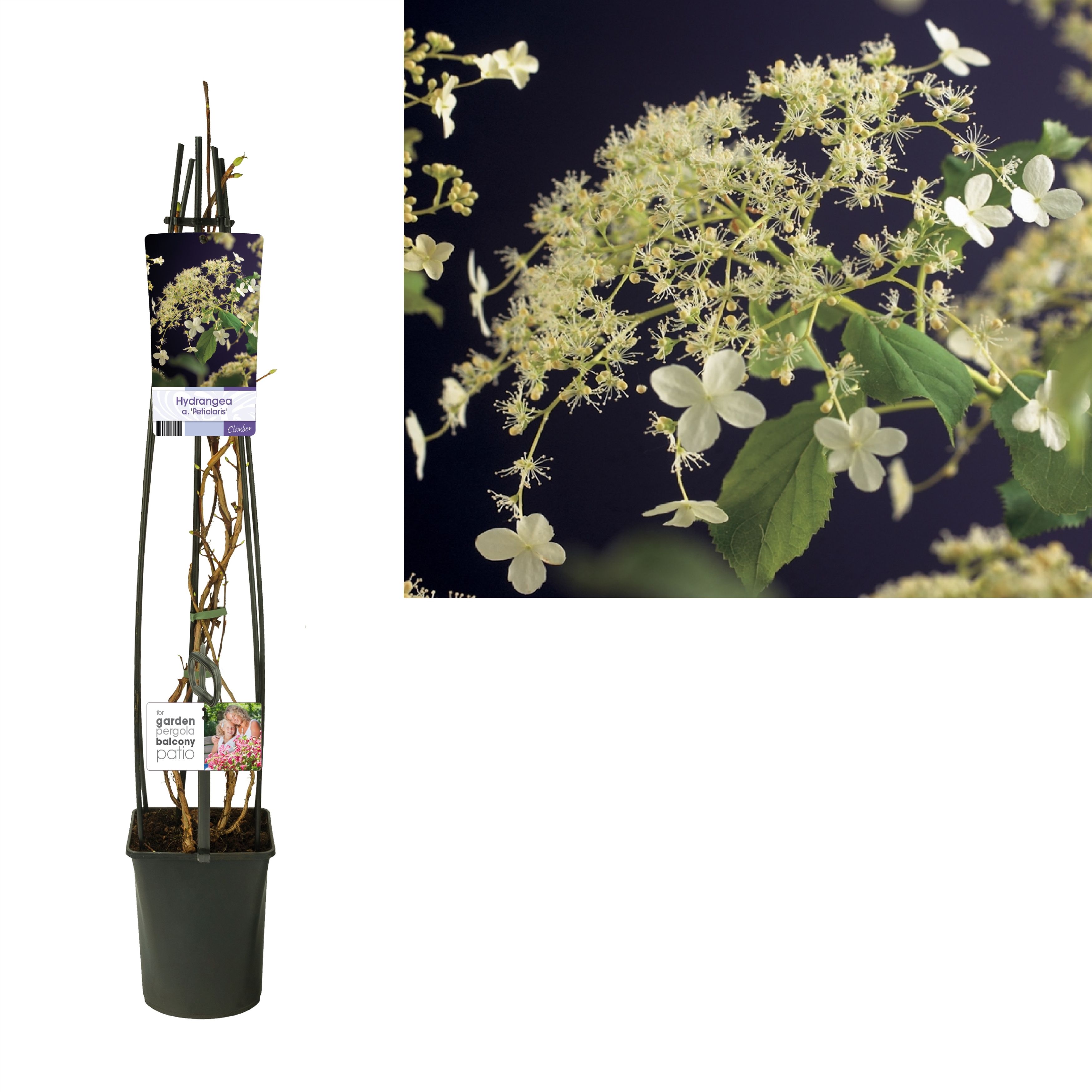 Hydrangea a. 'Petiolaris' +light label, D 23