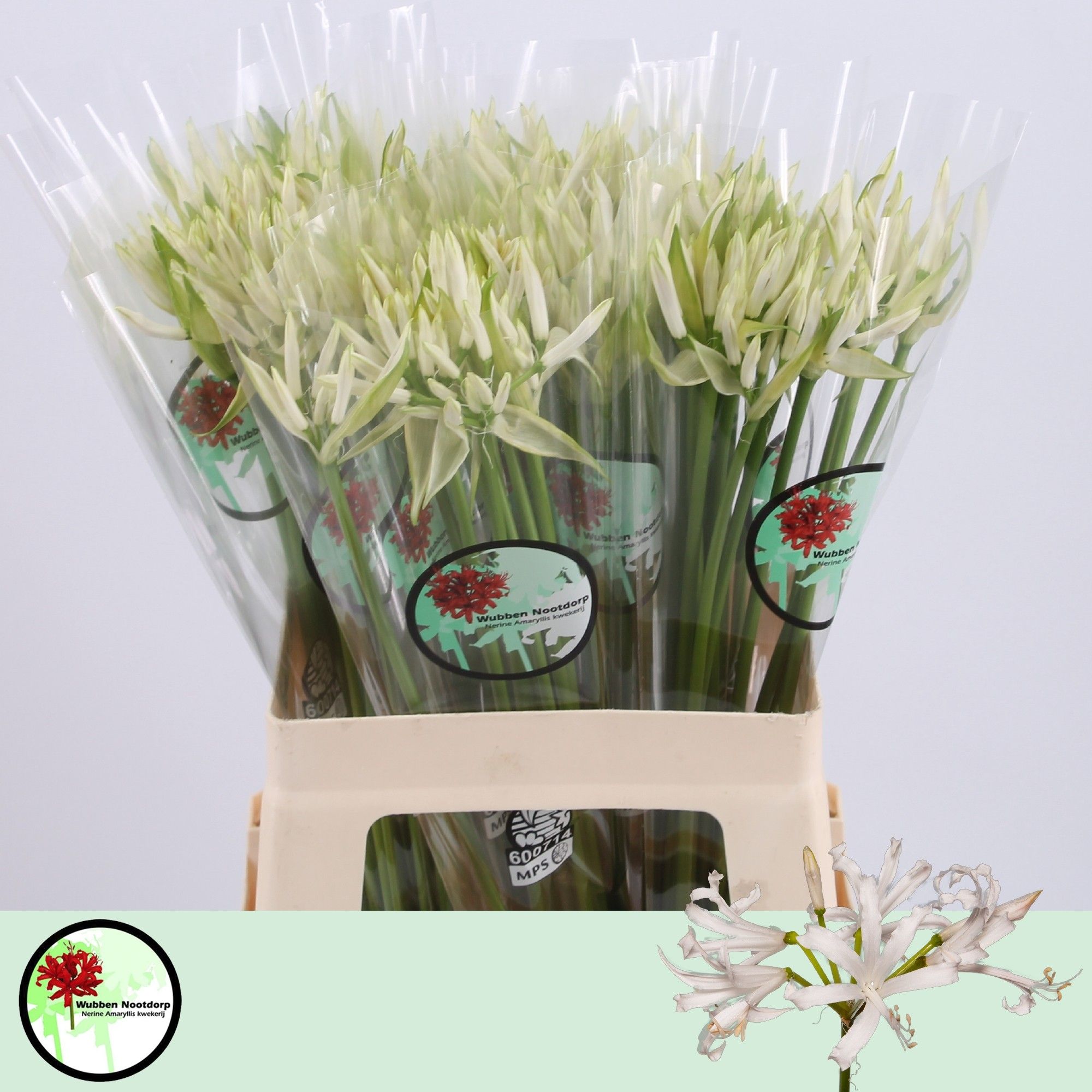 Нерине Вайт Шарм 60 (бел.), шт.