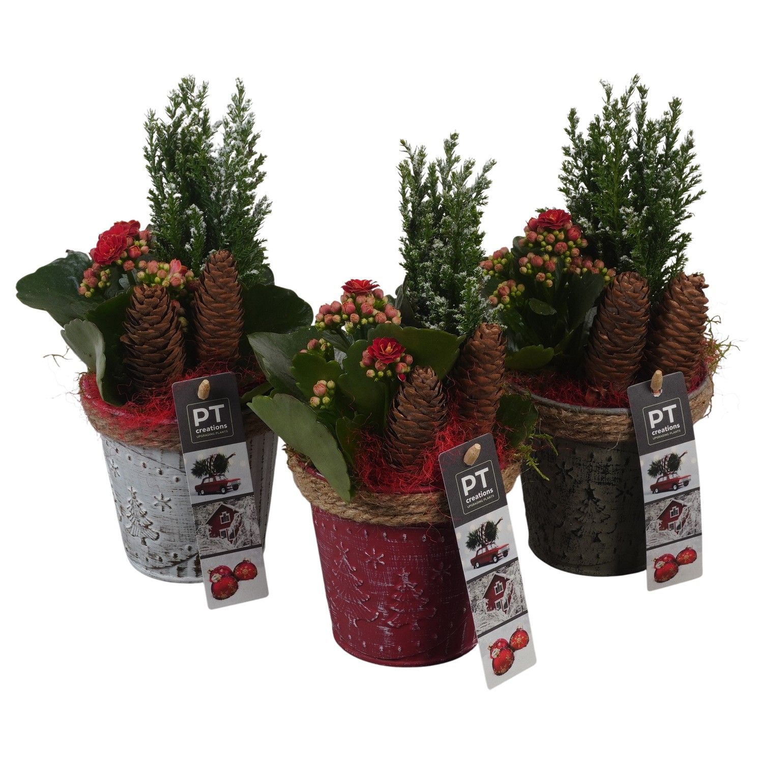 PTCHR7315 Arrangement Christmas Red in metaal pot, D 10 cm
