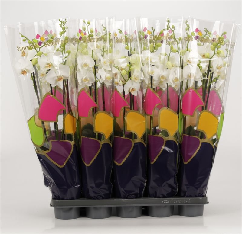 Phalaenopsis overig wit 4 tak wit in Supreme Selections hoes, D 12