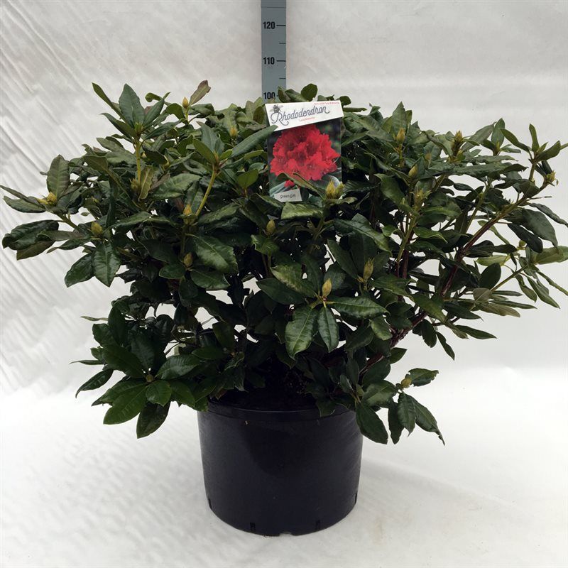 Rhodo. 'Lord Roberts' red, D 45