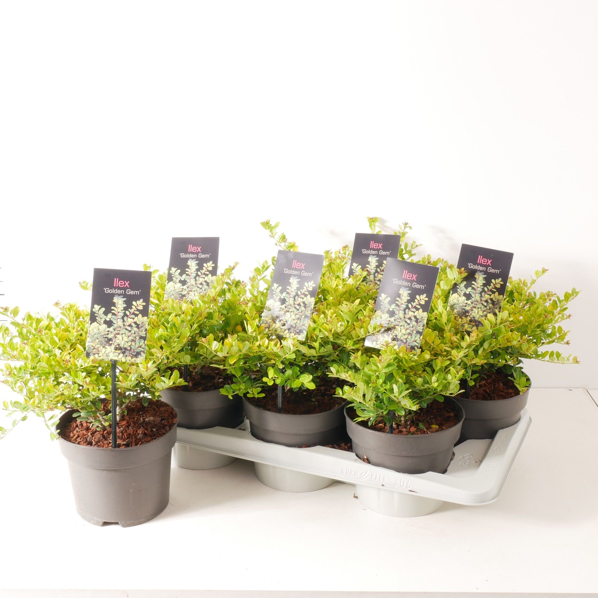 Ilex crenata 'Golden Gem' P17, D 17