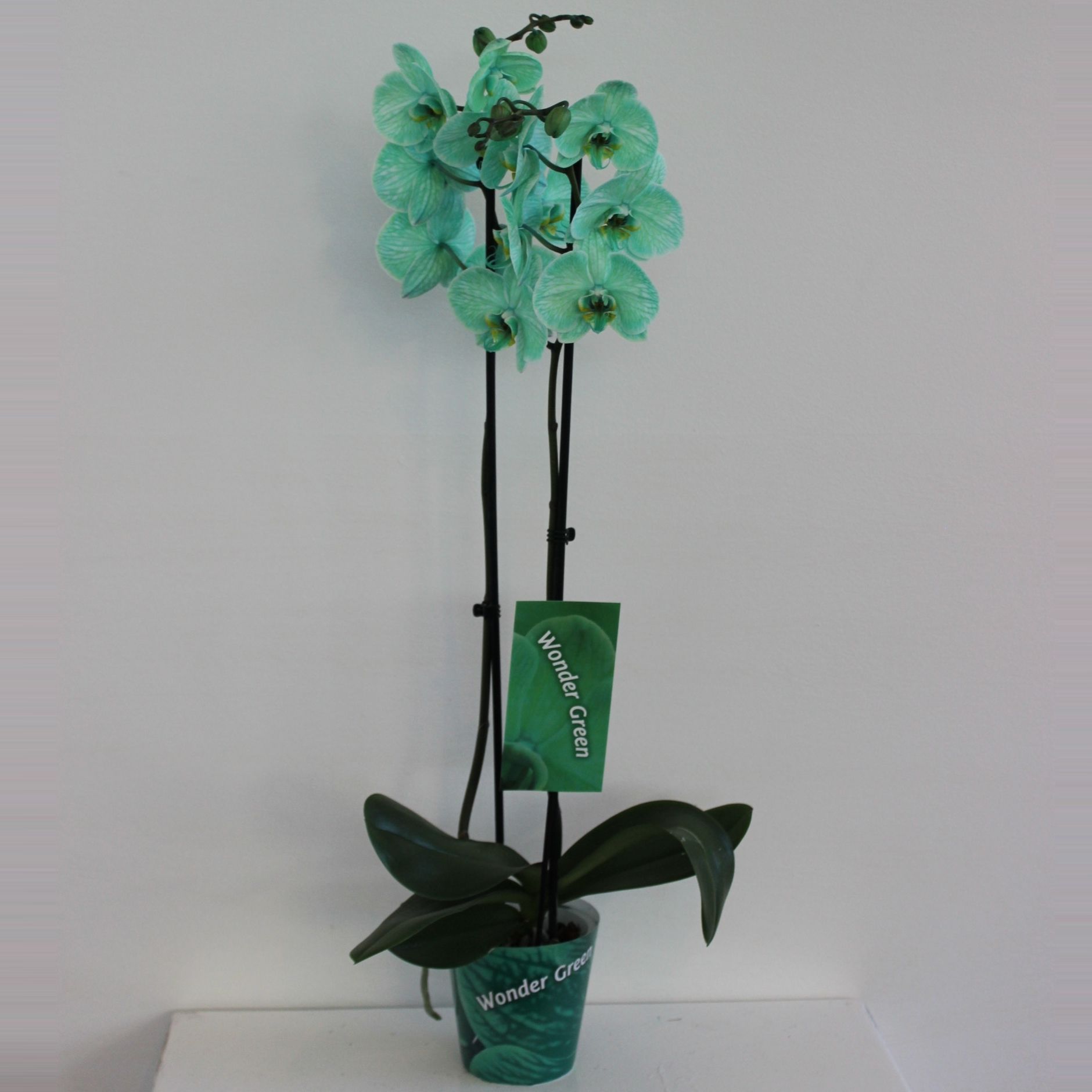 Wonder Green 2 tak, D 12 cm