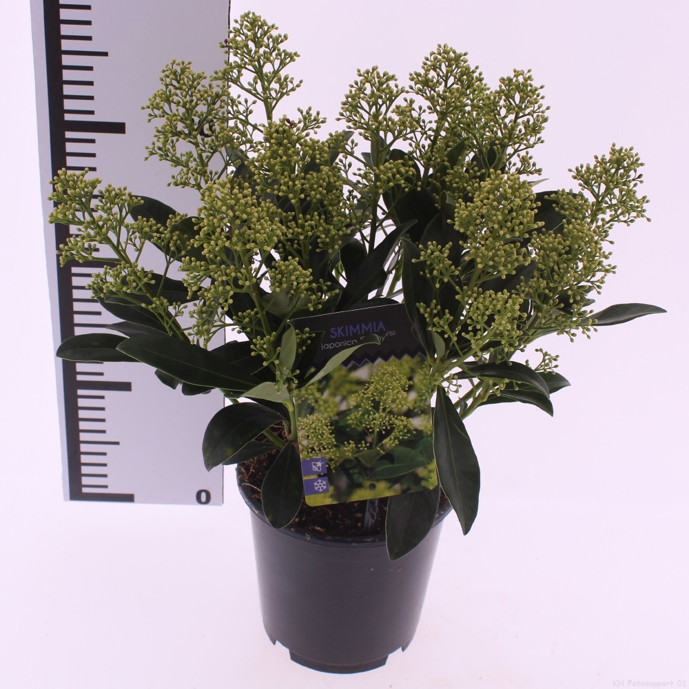 Skimmia jap. 'Finchy', D 15
