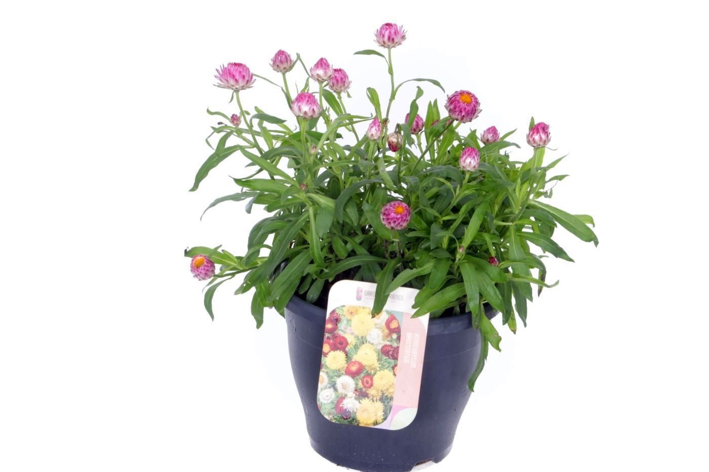 Xerochrysum bracteatum mix, D 23 cm Xerochrysum bracteatum mix, D 23 cm