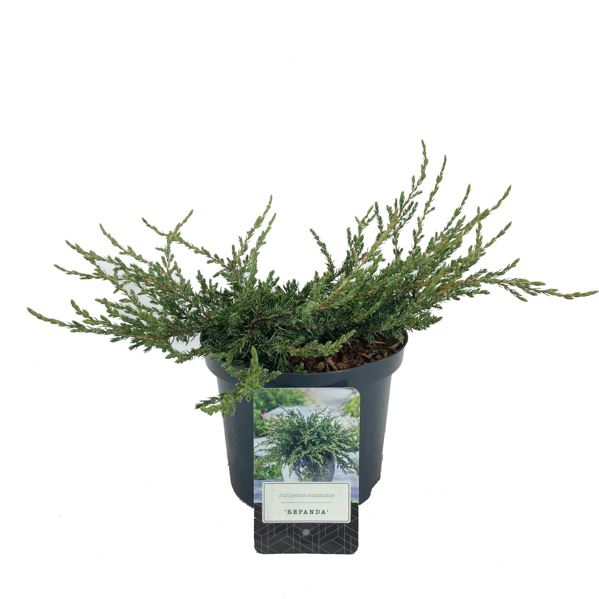 Juniperus communis 'Repanda', D 18