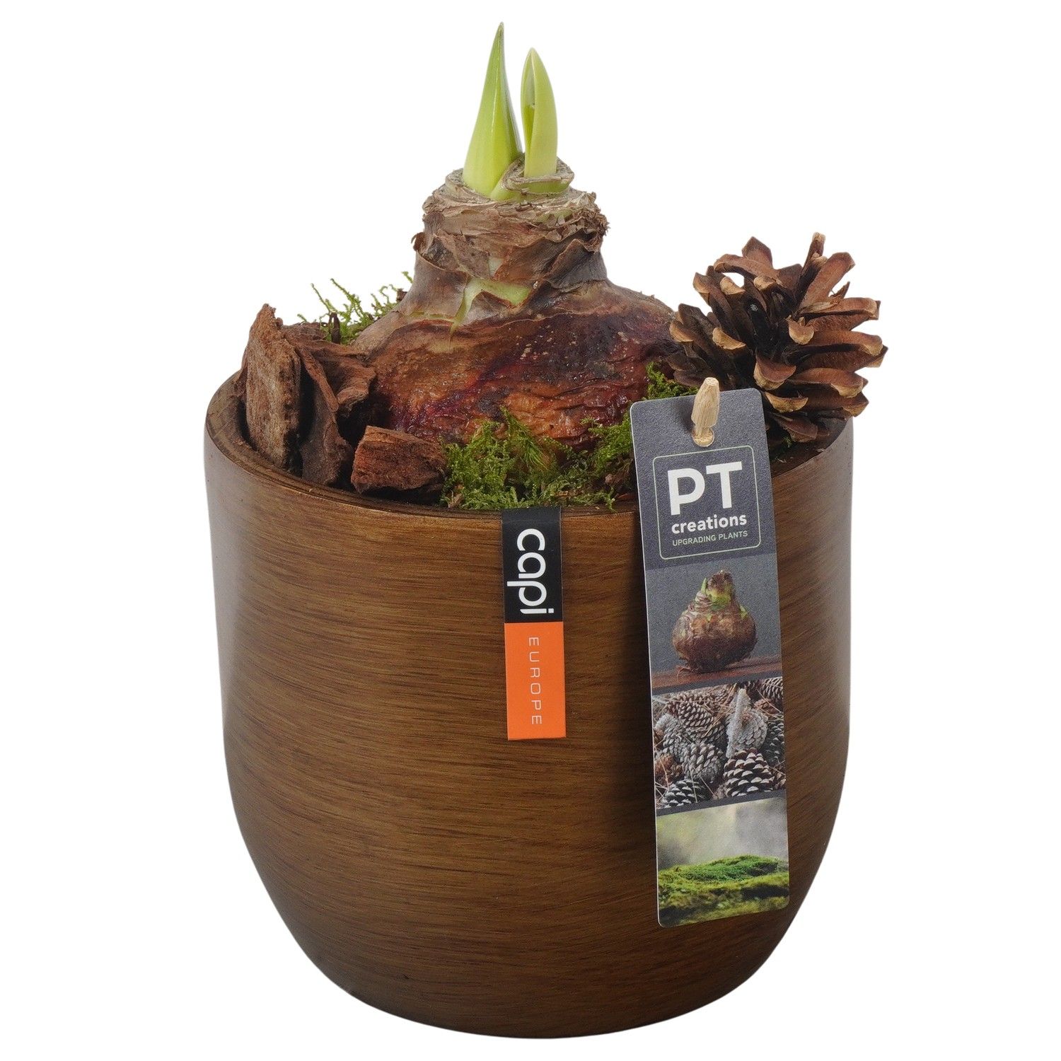 PTAA7568 Arrangement Amaryllis in capi pot, D 14 cm