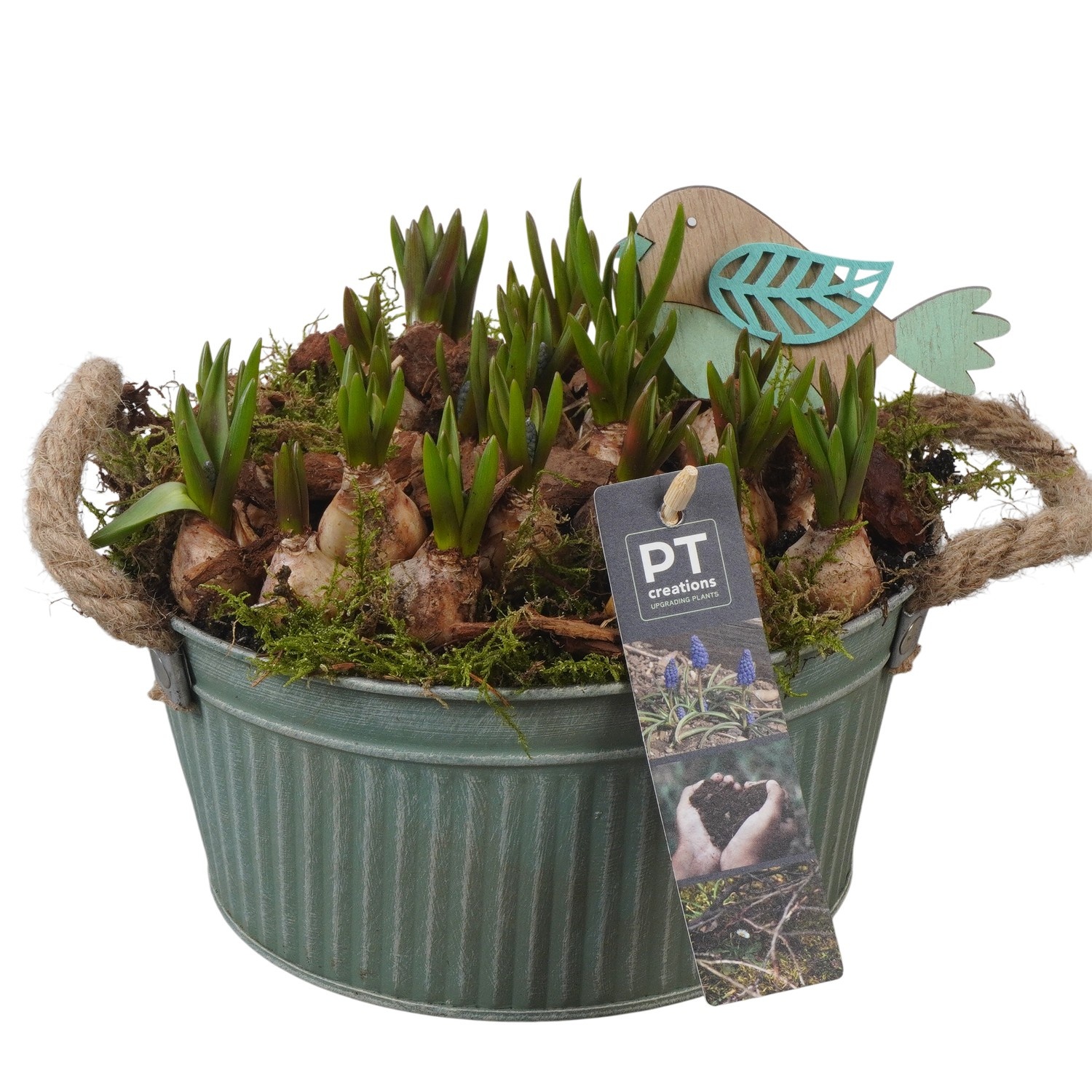 PTMB6176 Arrangement Muscari Blue in zink schaal, D 19