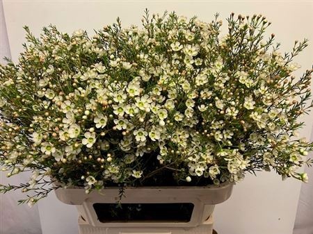 Шамелациум Сириус 80, шт.