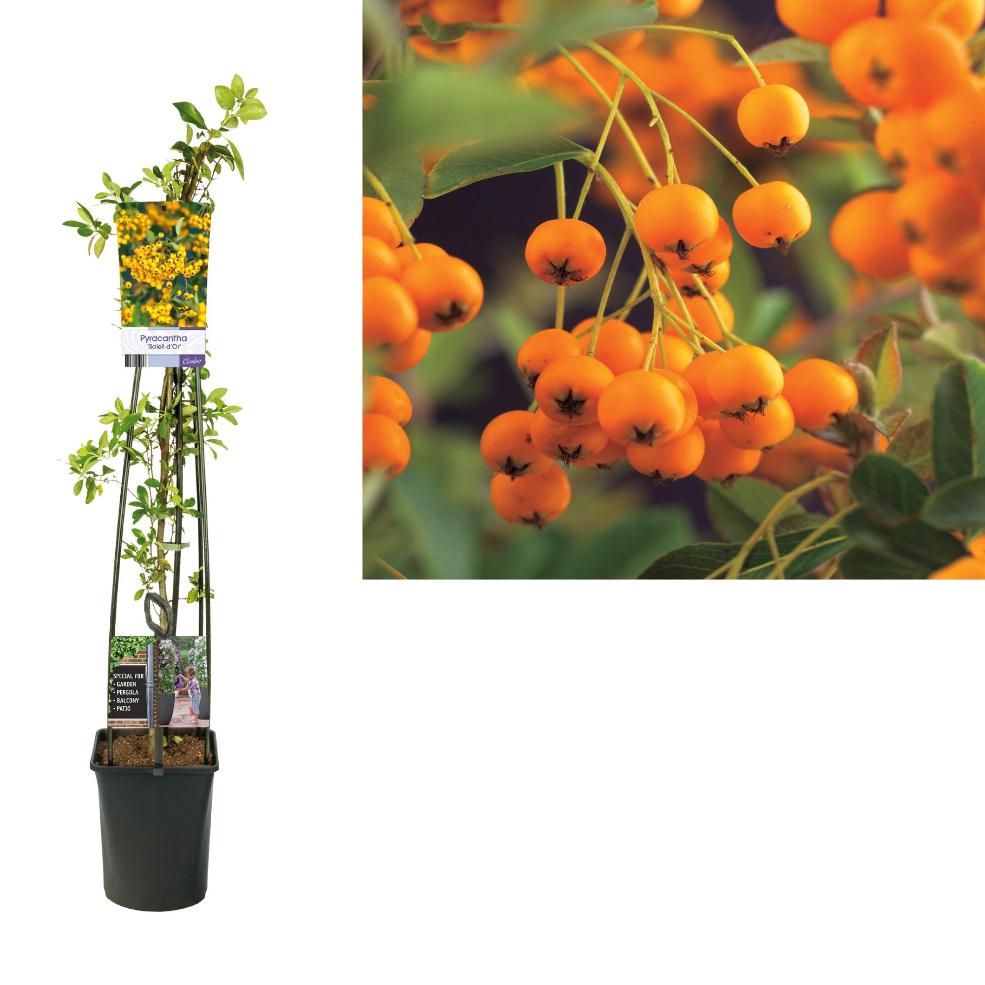 Pyracantha 'Soleil d'Or' +light label, D 23 cm