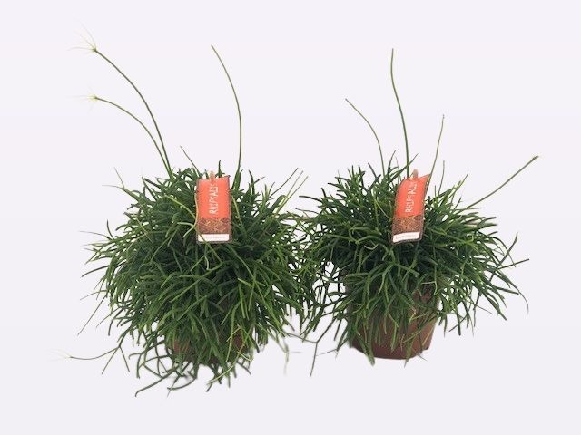 Rhipsalis Cassutha, D 12