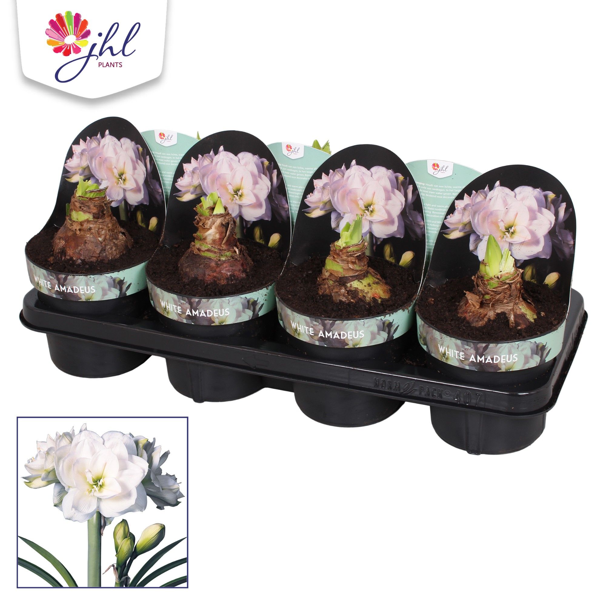 Amaryllis White Amadeus, D 14