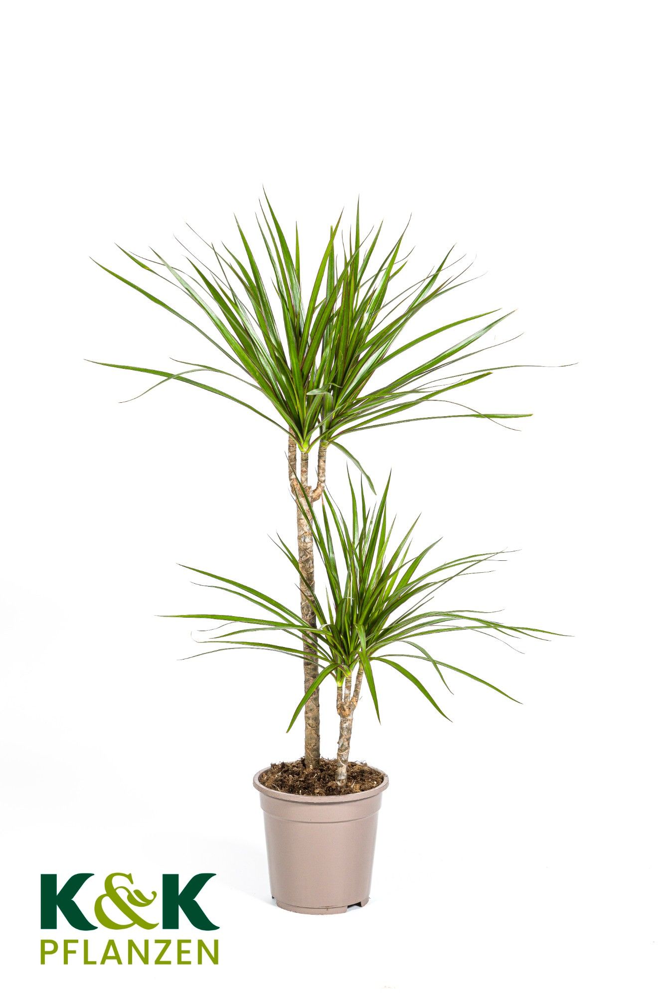 Dracaena Marginata Green T19, D 19