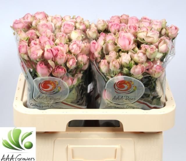 Роза куст. Динара 60, шт.