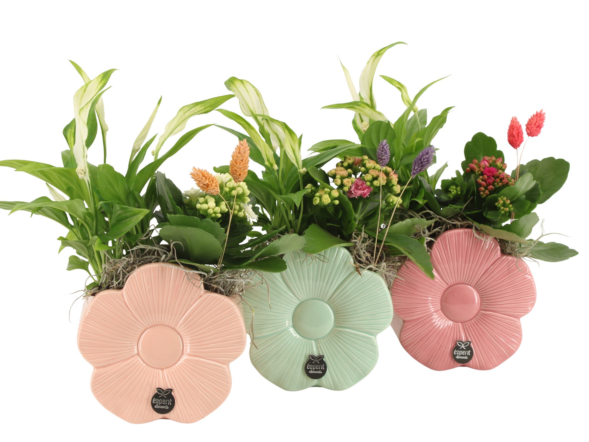 21868: Lovess arrangement, D 14