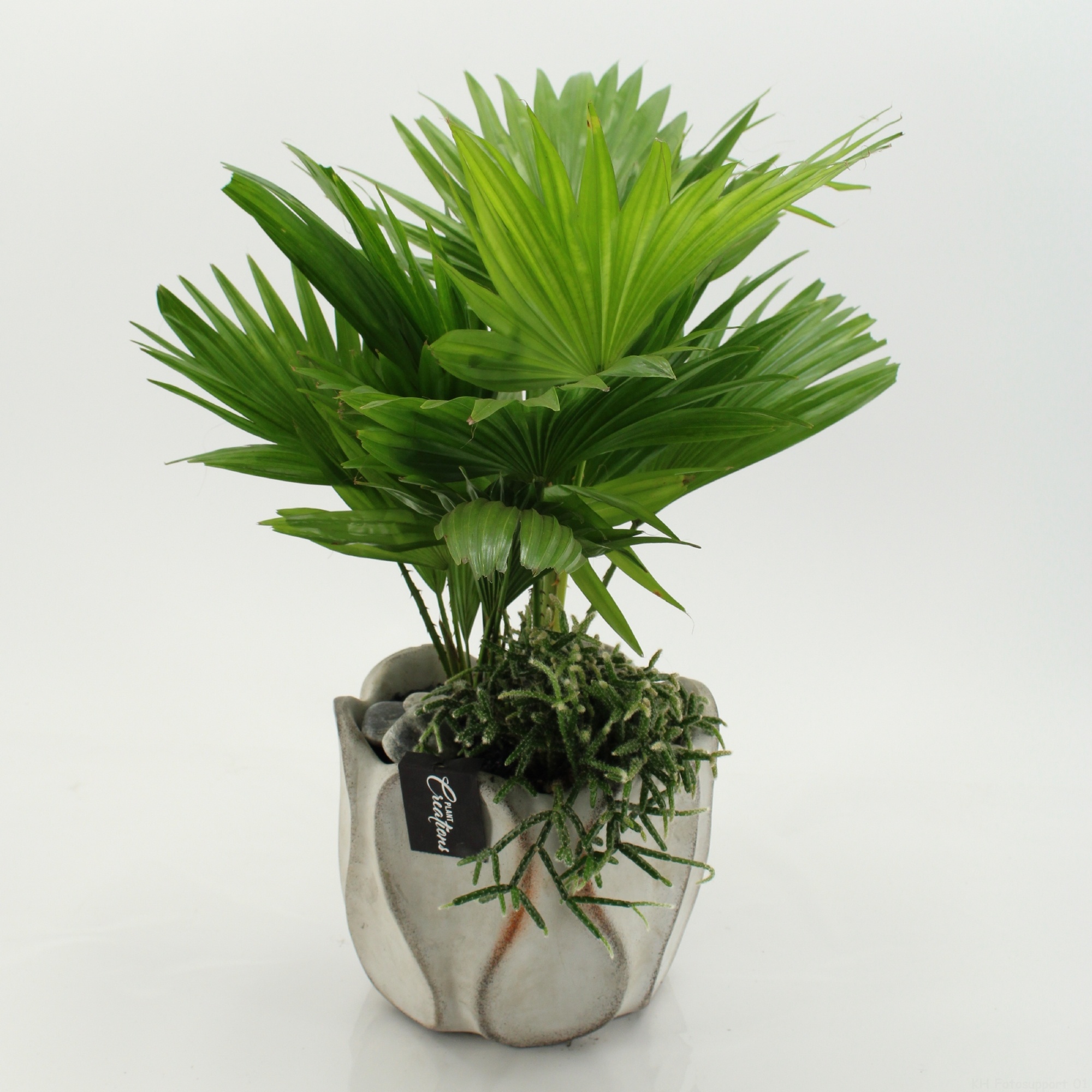 GRCR-2657 Green Essentials, D 20