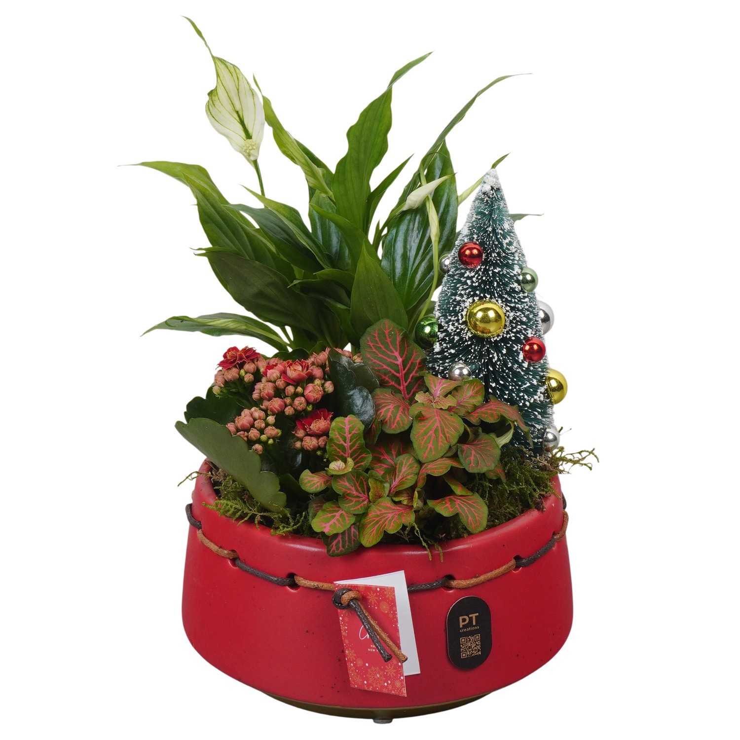 PTCHR9548 Arrangement Christmas Red in keramiek pot, D 17