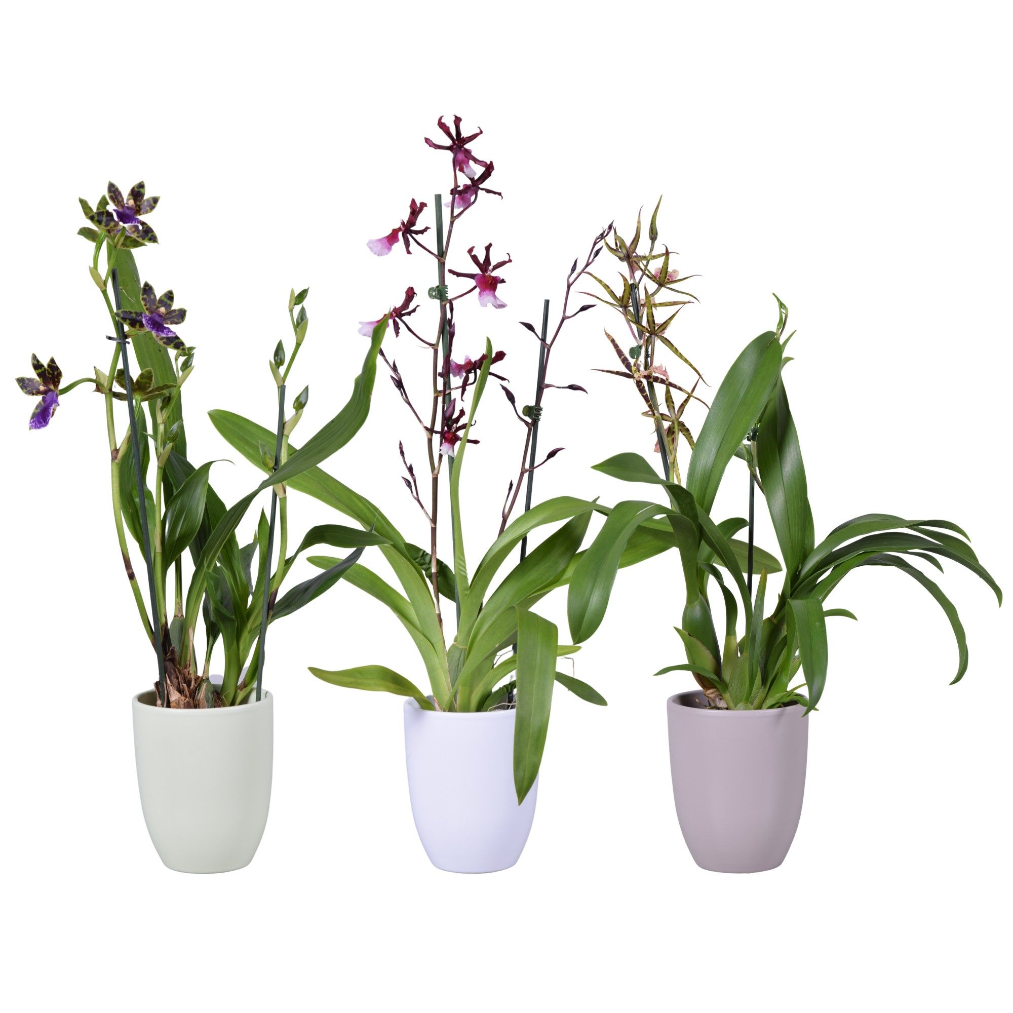 Spring mix 2 tak in groen, wit en taupe keramiek, D 14