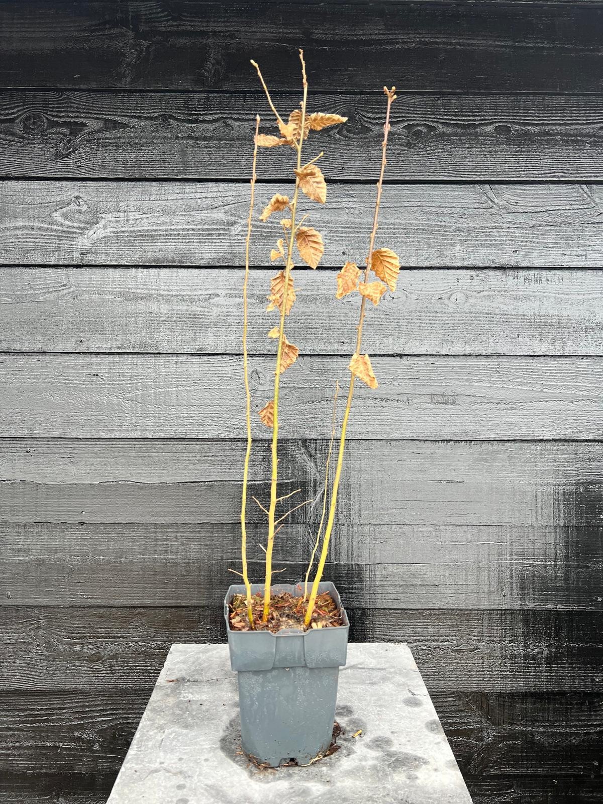 Carpinus betulus P17, D 17